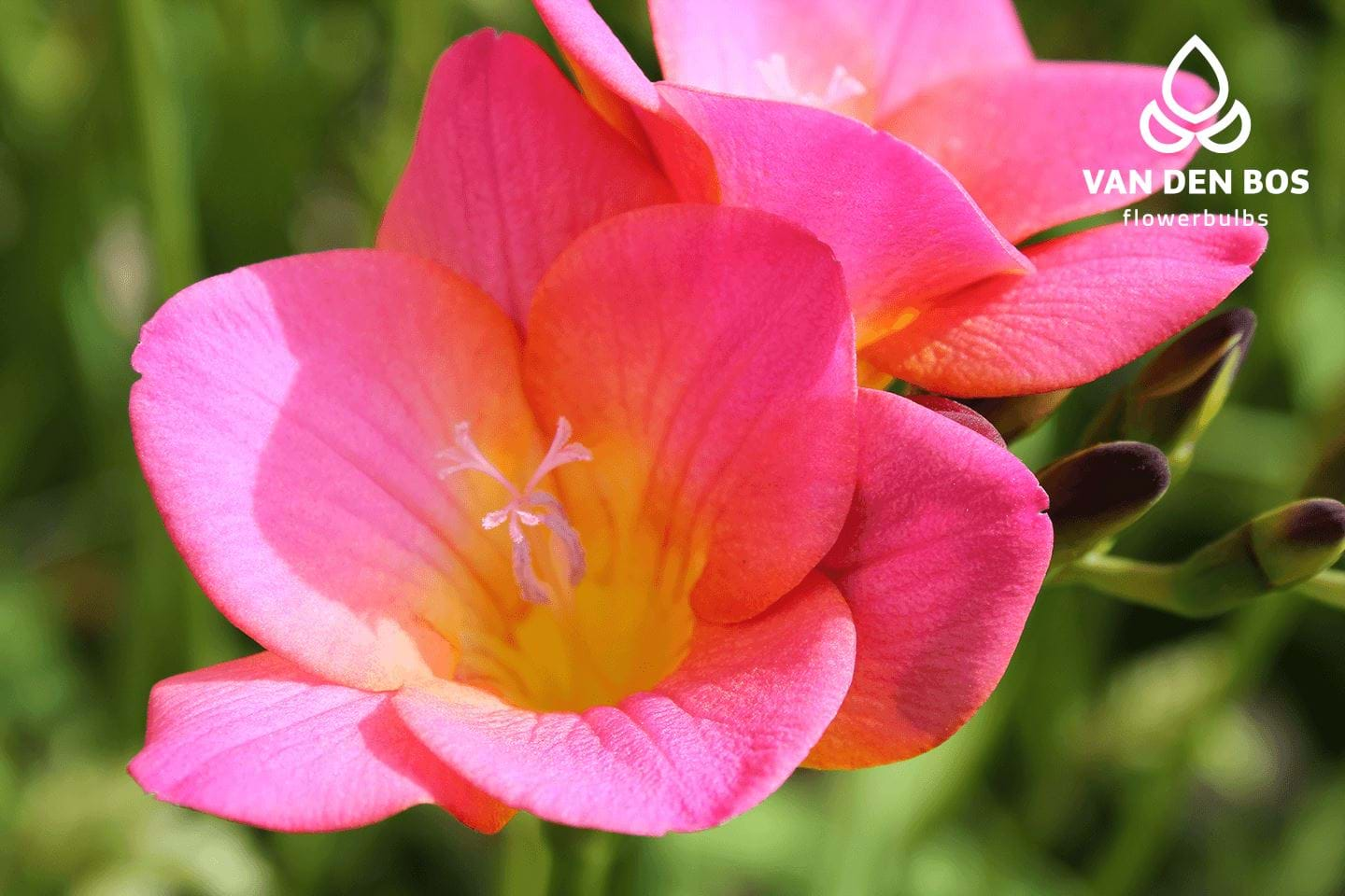 Intense® Single Freesia Van Den Bos Flowerbulbs 